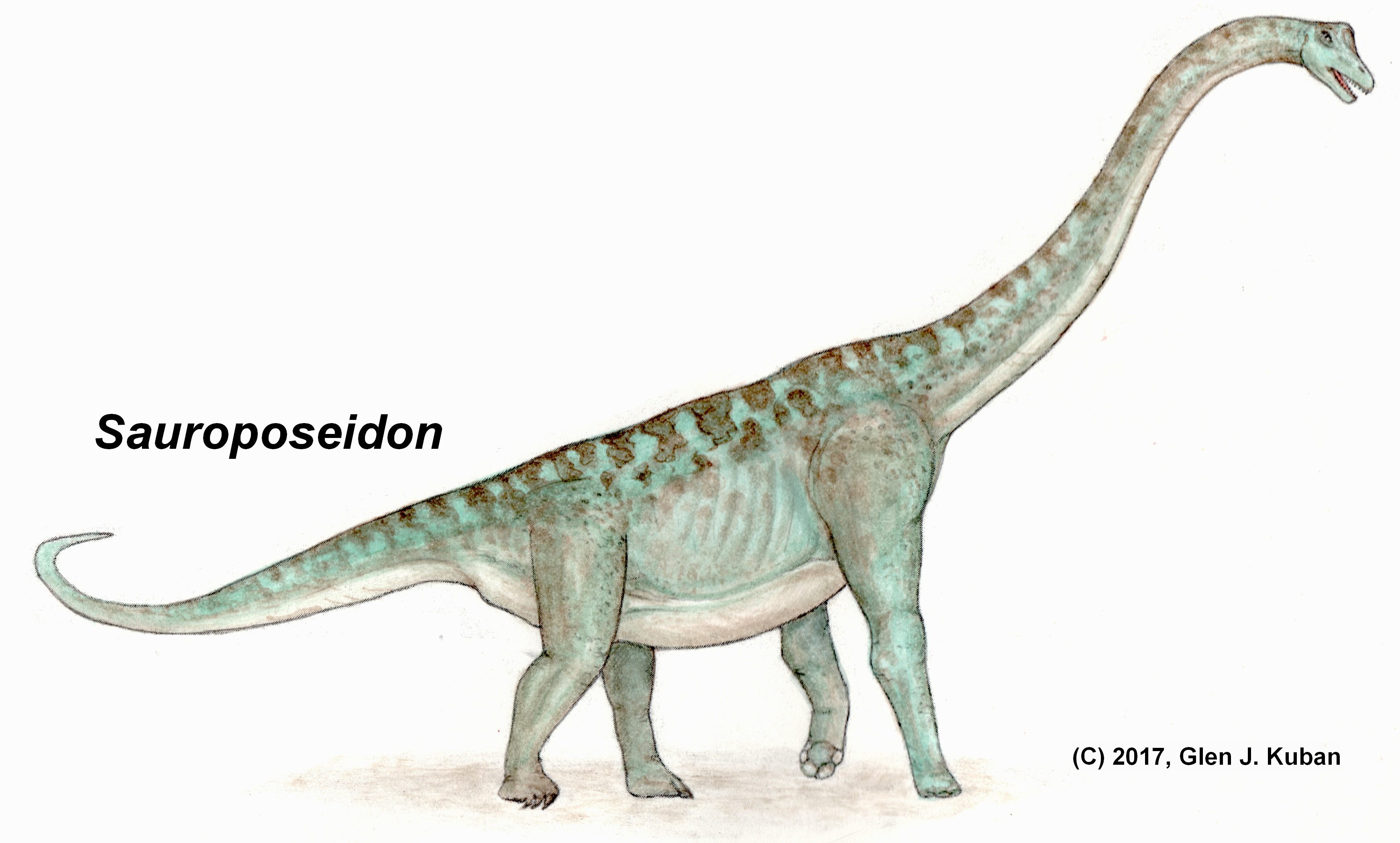 Sauroposeidon drawing by Glen K